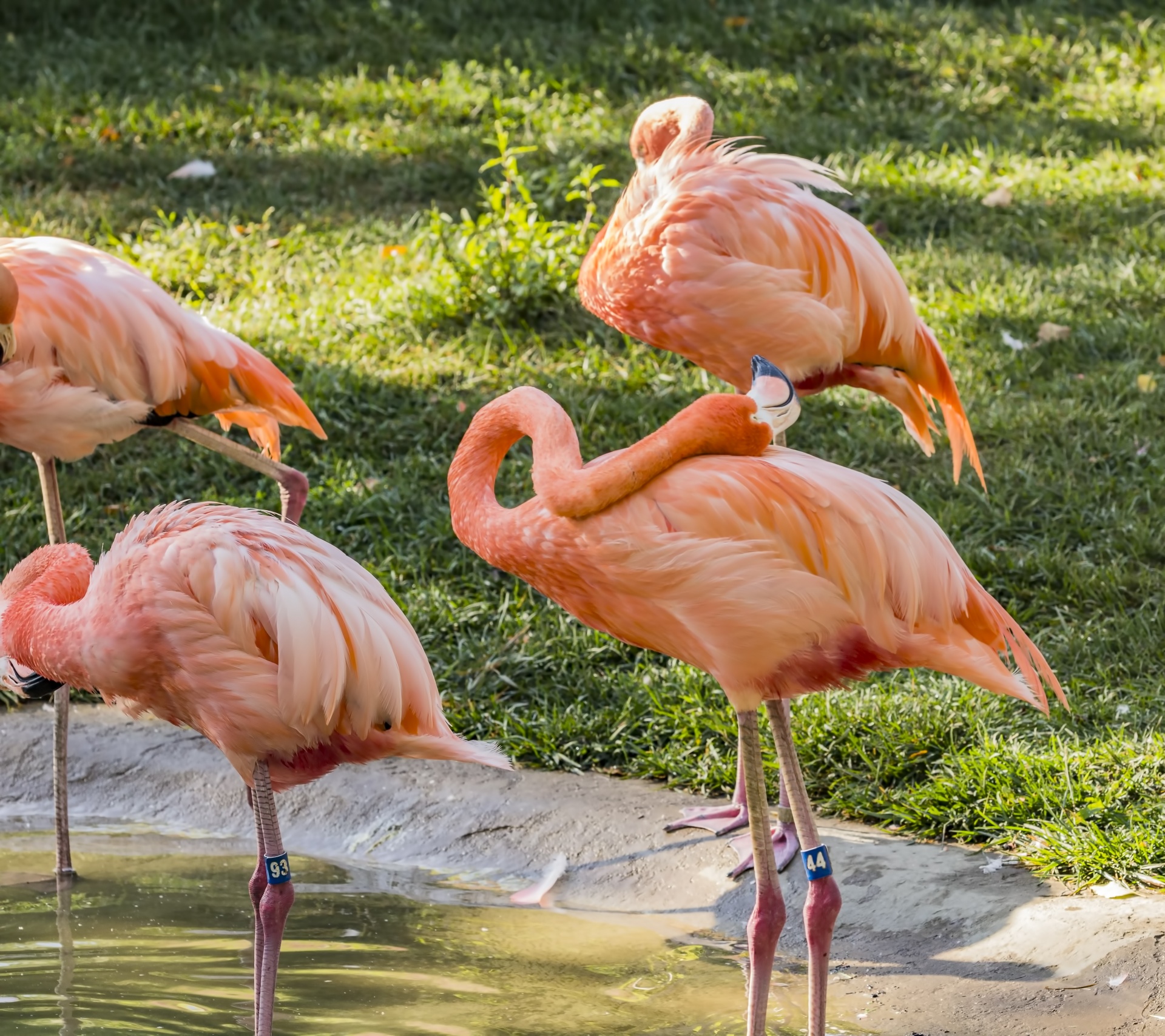 flamingo wading bird flame colored free photo