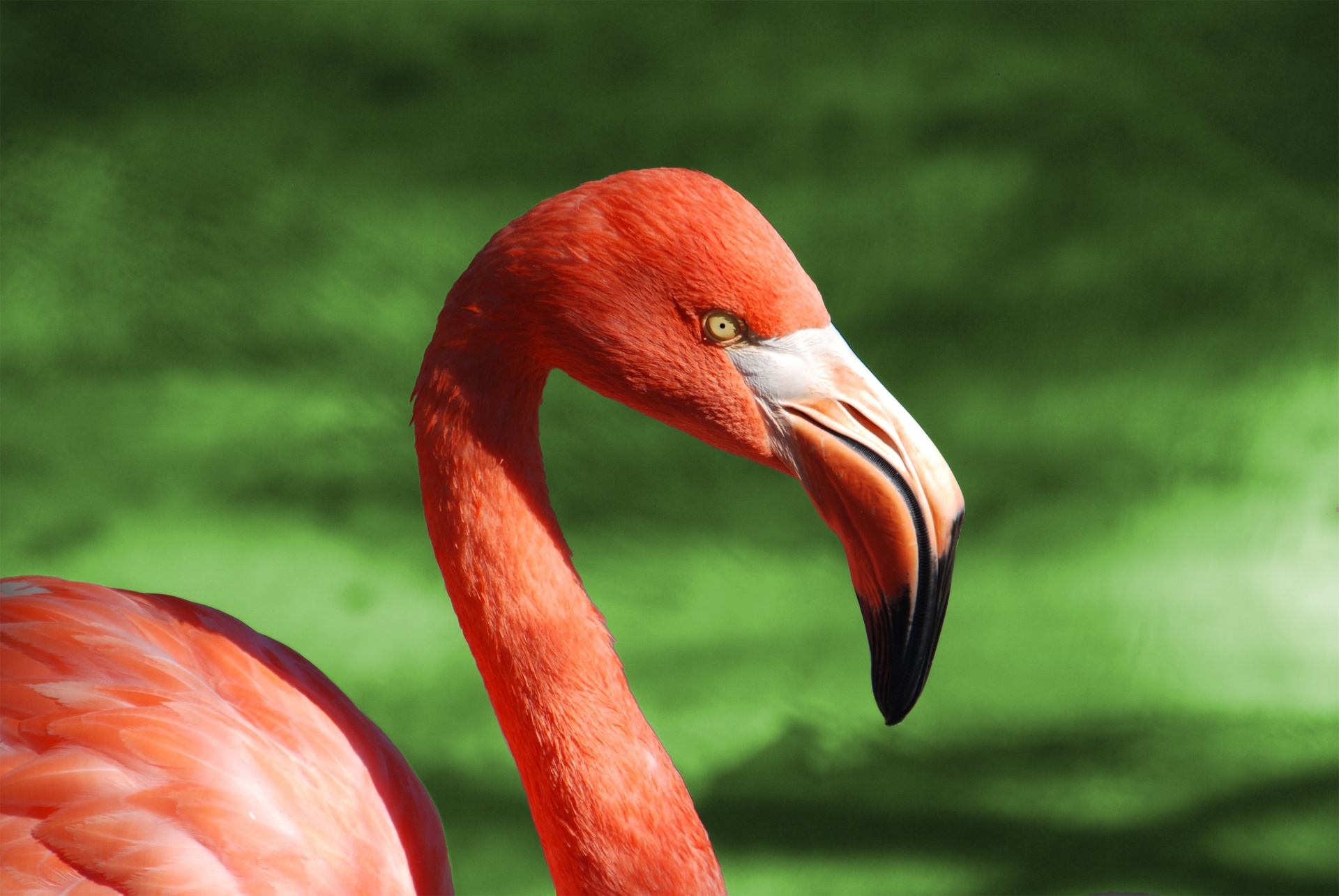 flamingo bird animal free photo