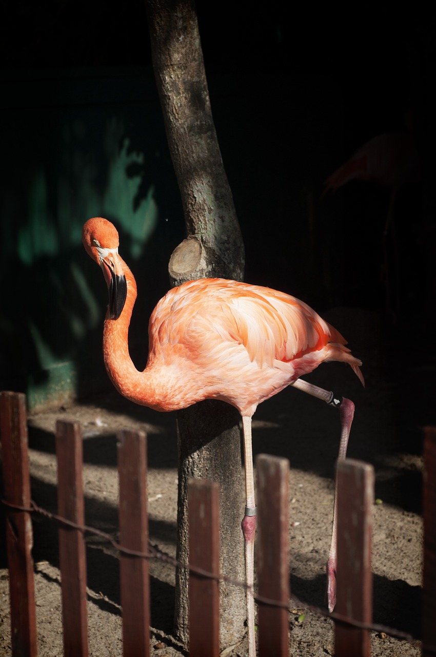 flamingo pink park free photo