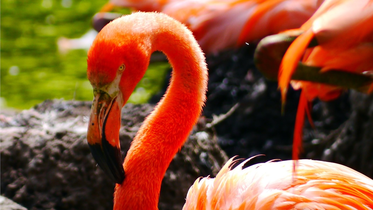 flamingo bird water bird free photo