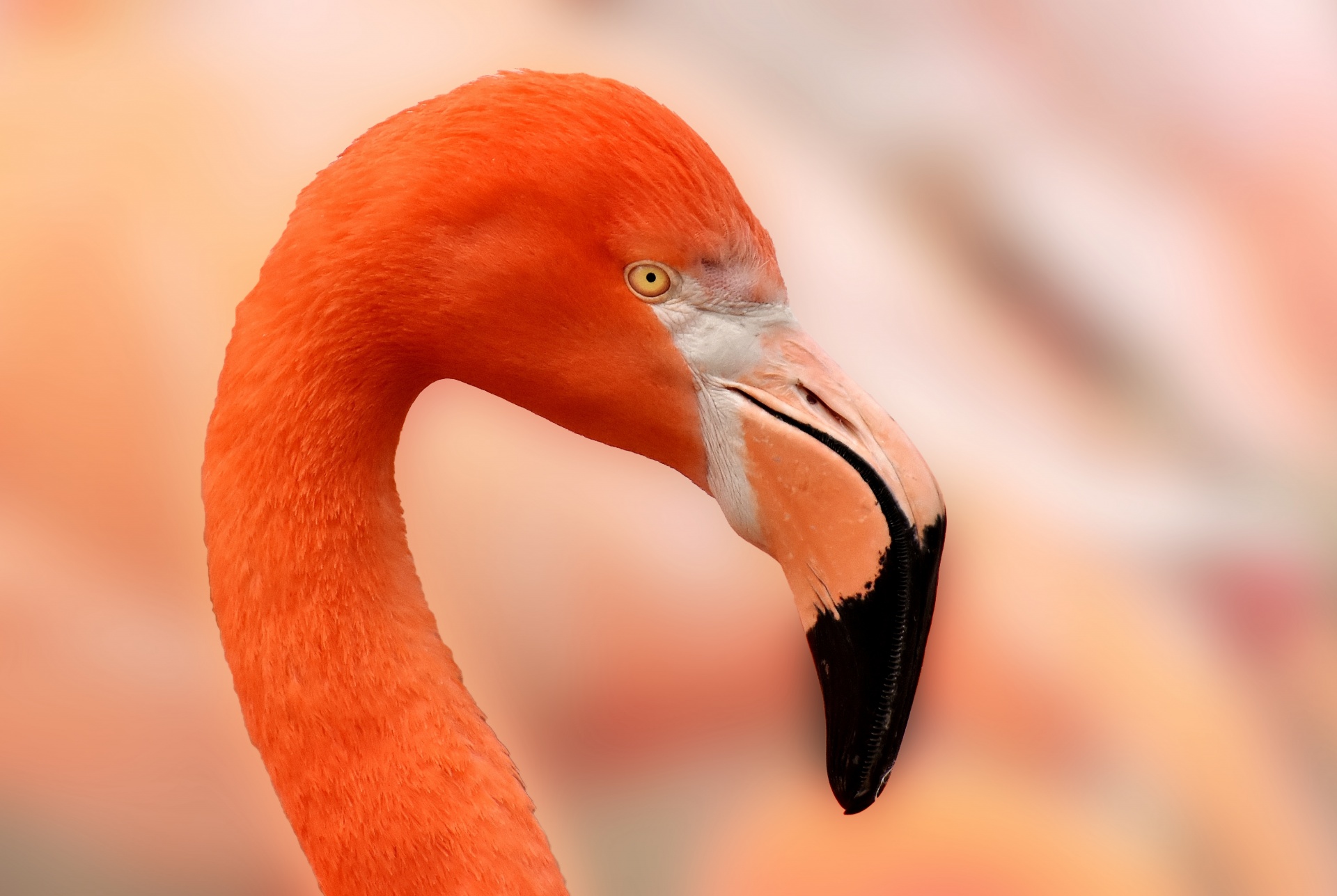 flamingo bird portrait free photo