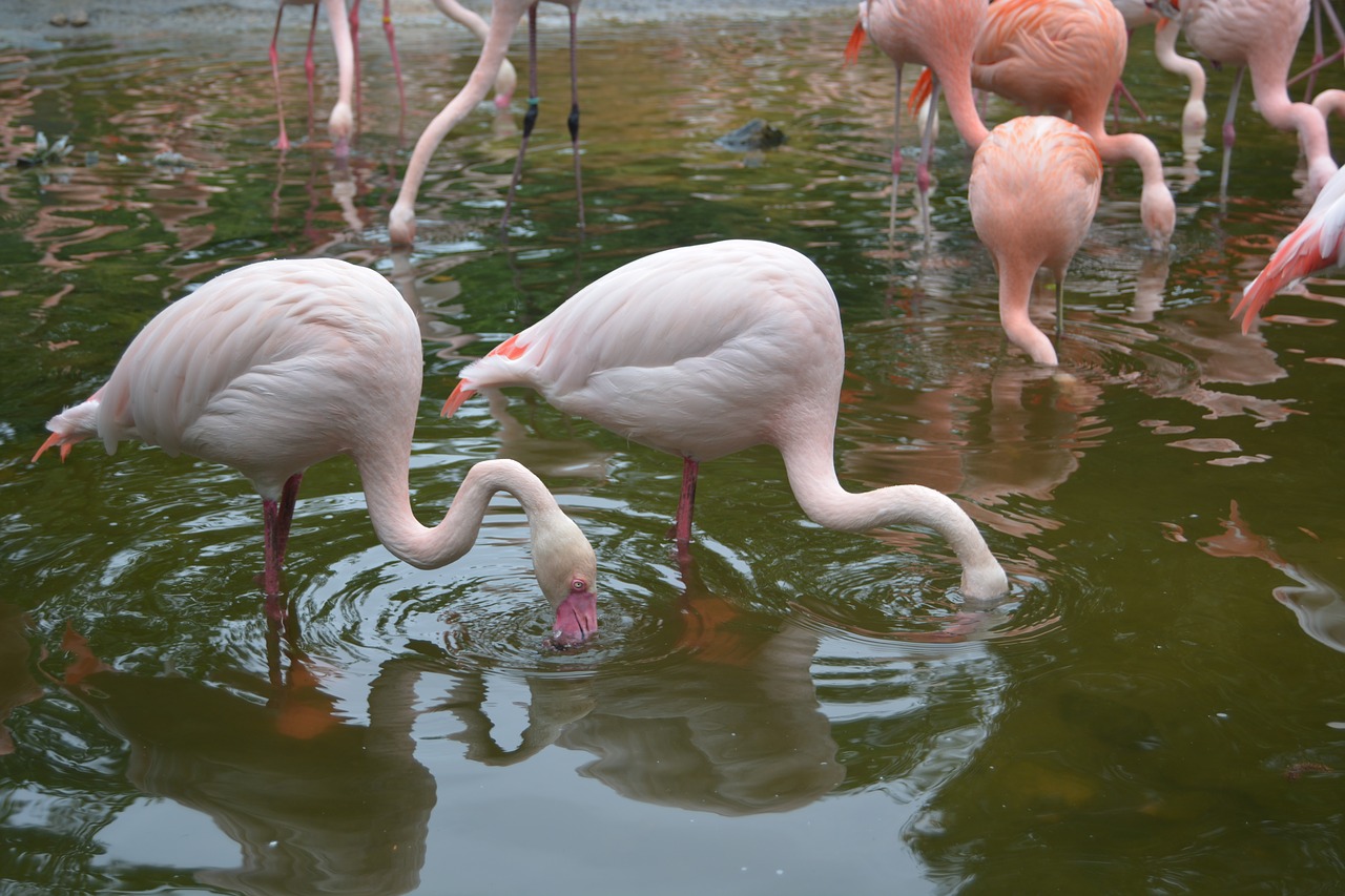 flamingo water pink free photo