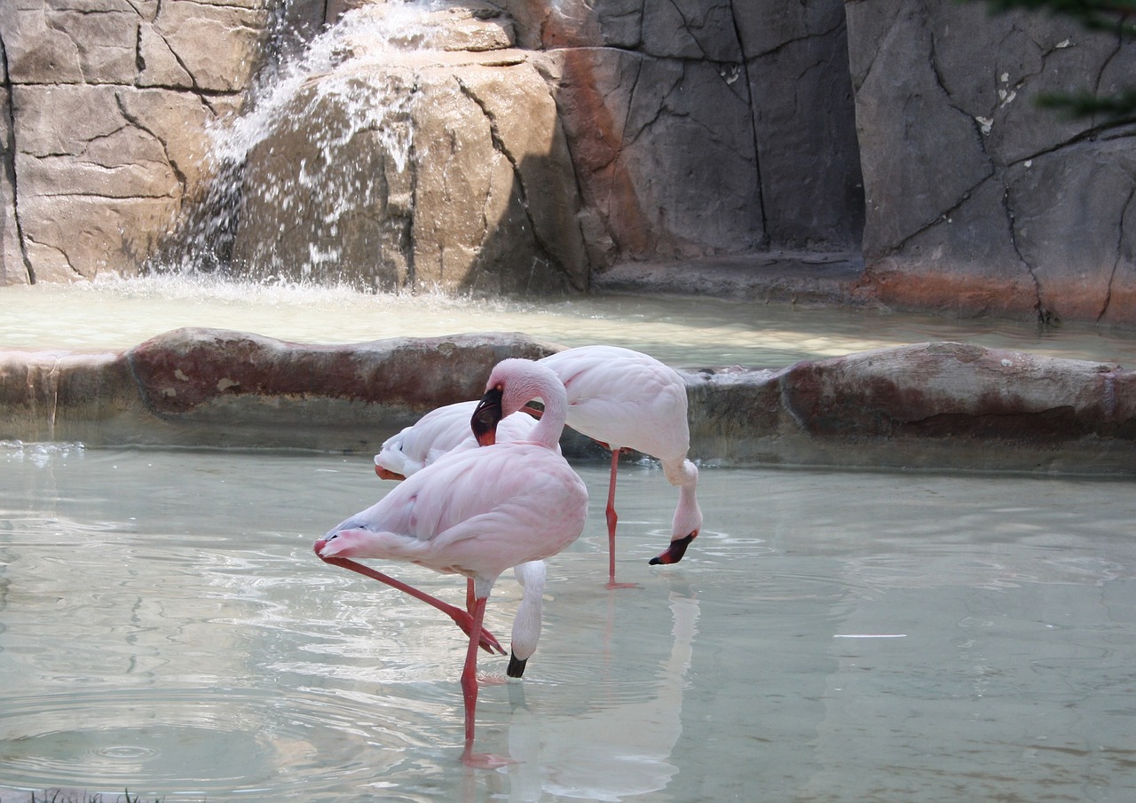 flamingo flamingos nature free photo