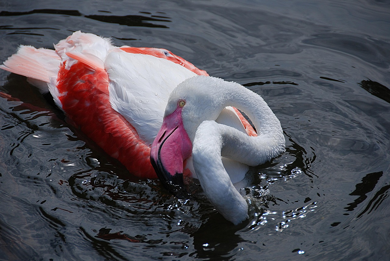 flamingo water bird zoo free photo