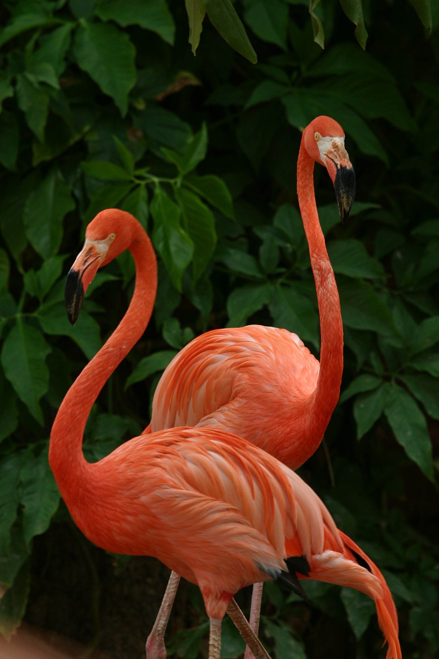 flamingo pink beautiful free photo