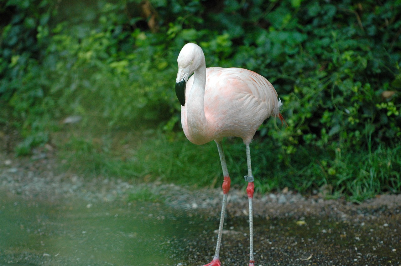 flamingo zoo zurich free photo