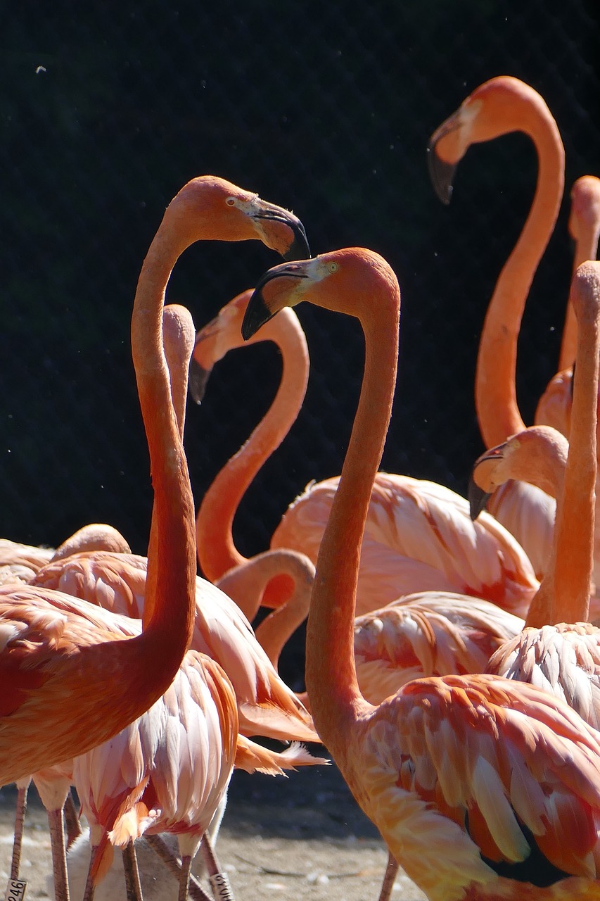 flamingo water wing free photo