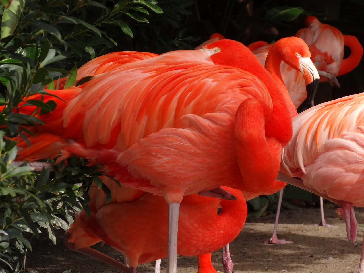 flamingo bird nature free photo