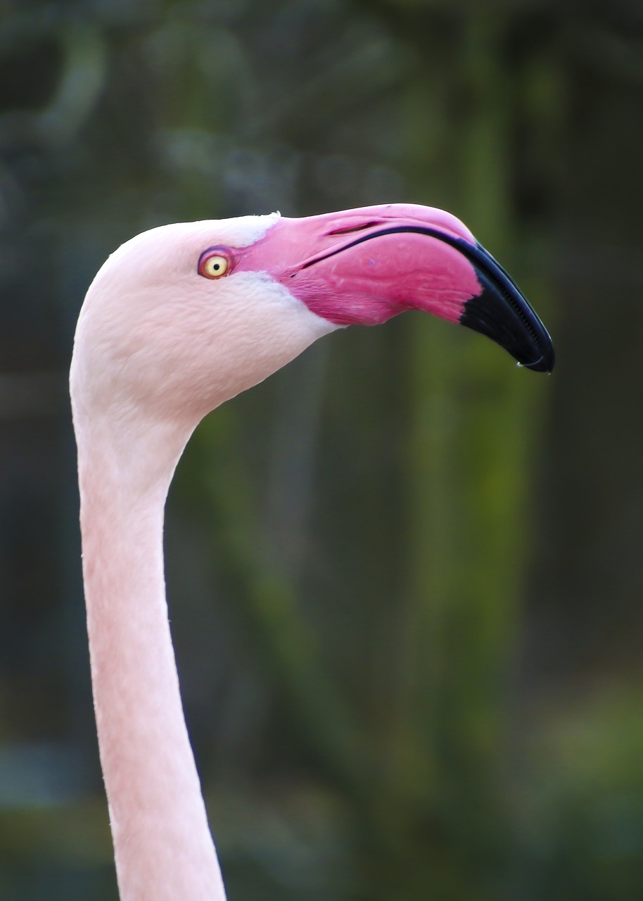 flamingo head long jibe free photo