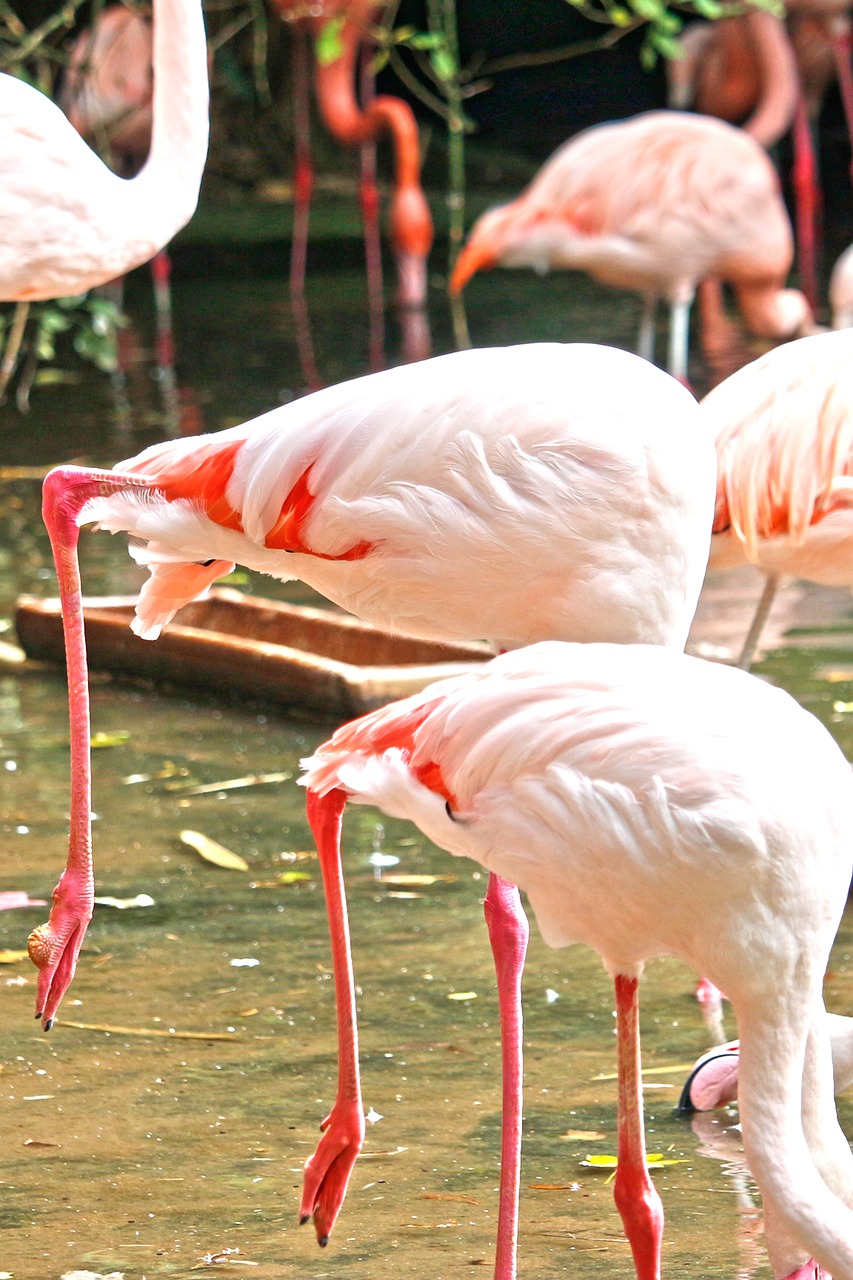 flamingo pink water bird free photo