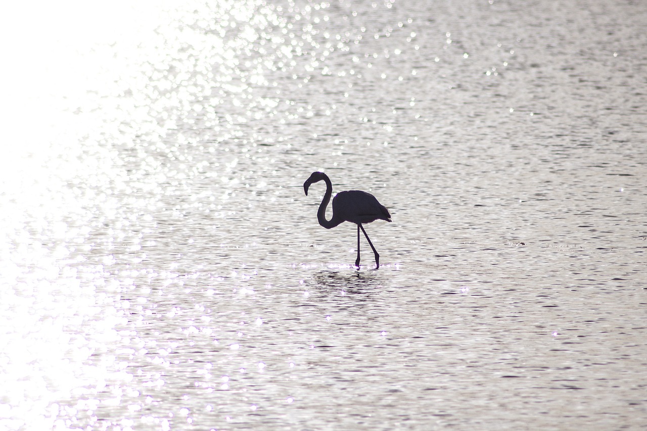 flamingo water sun free photo