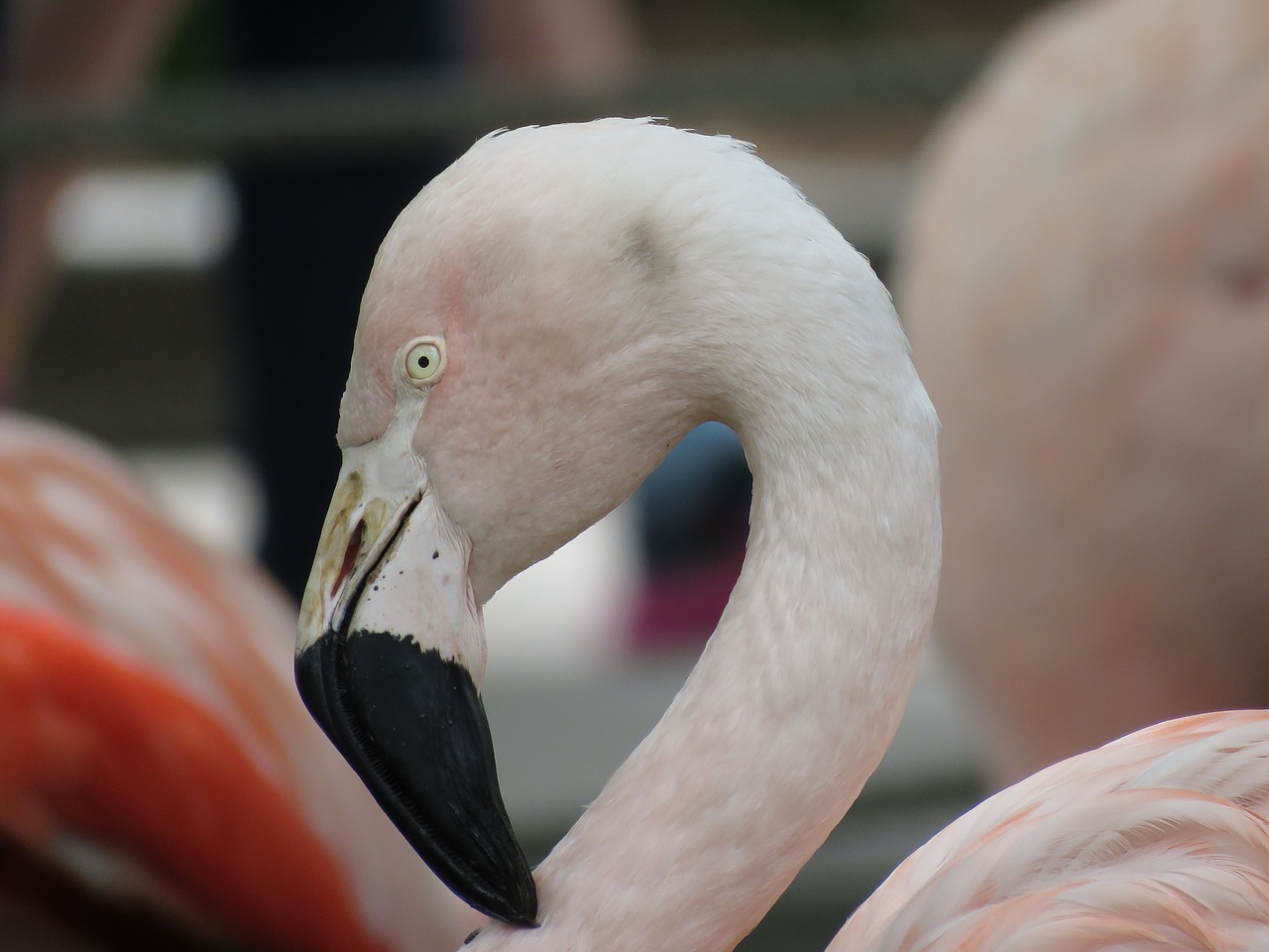 flamingo bird pink free photo