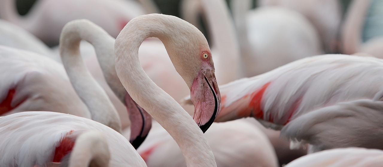 flamingo portrait greater flamingo free photo