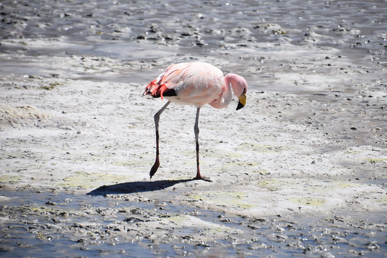 flamingo bolivia pink free photo