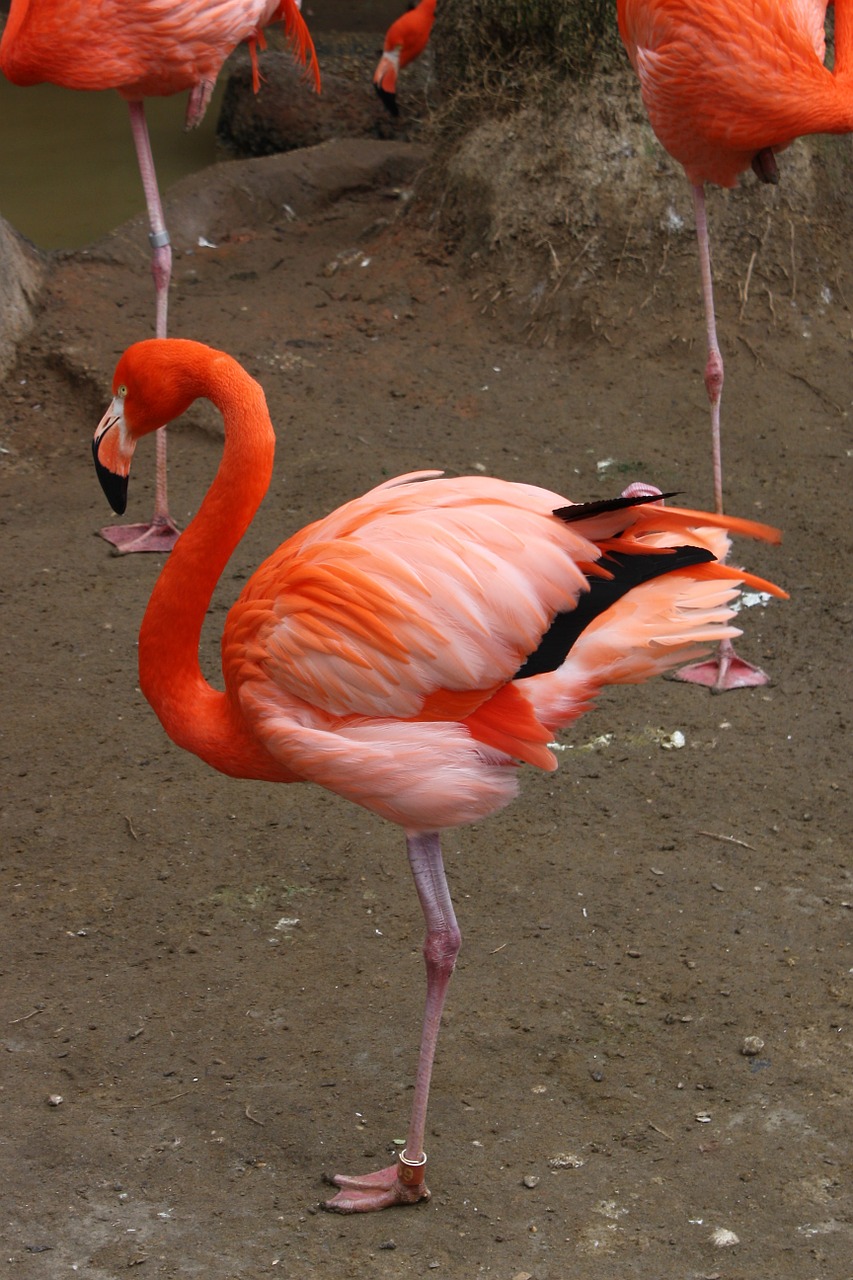 flamingo bird fly free photo