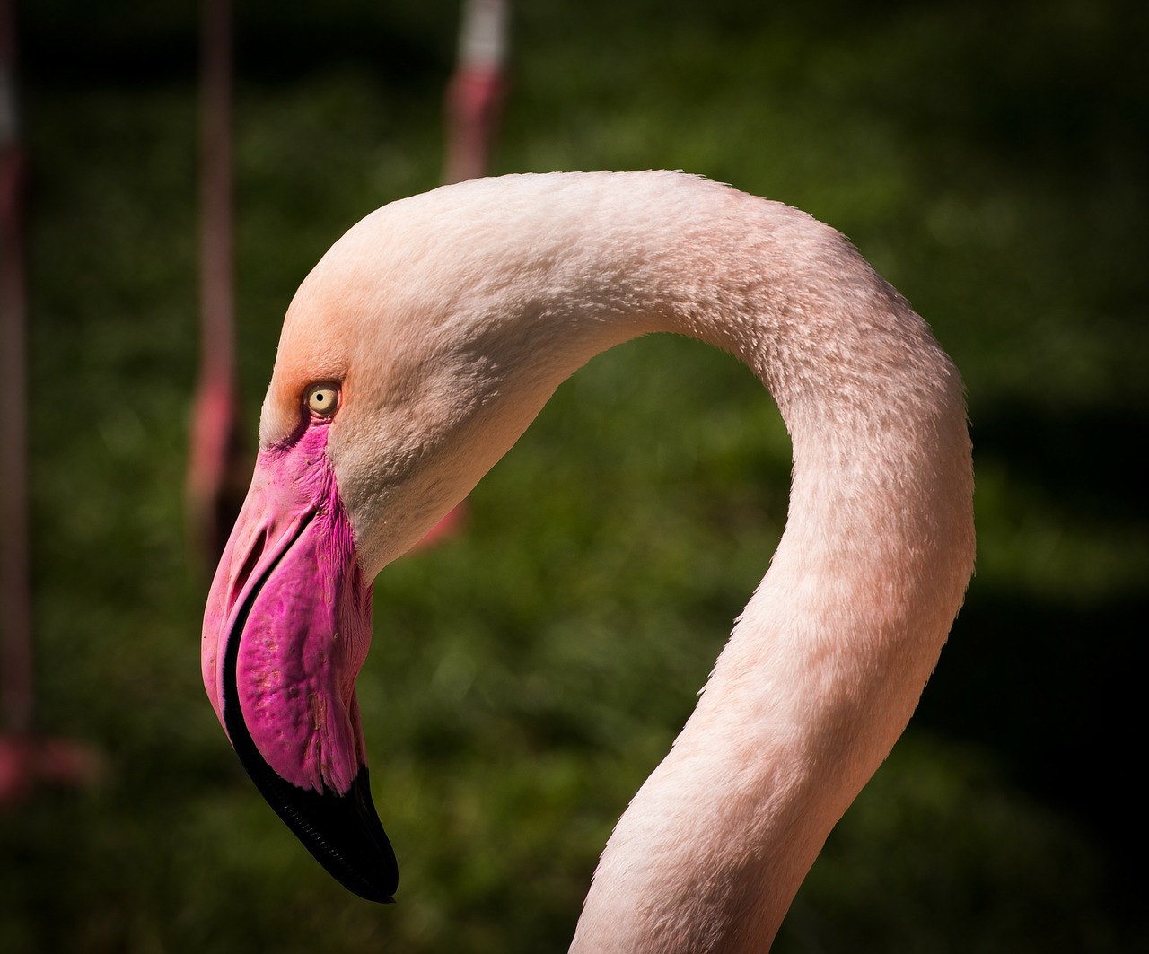 flamingo animal flamingos free photo