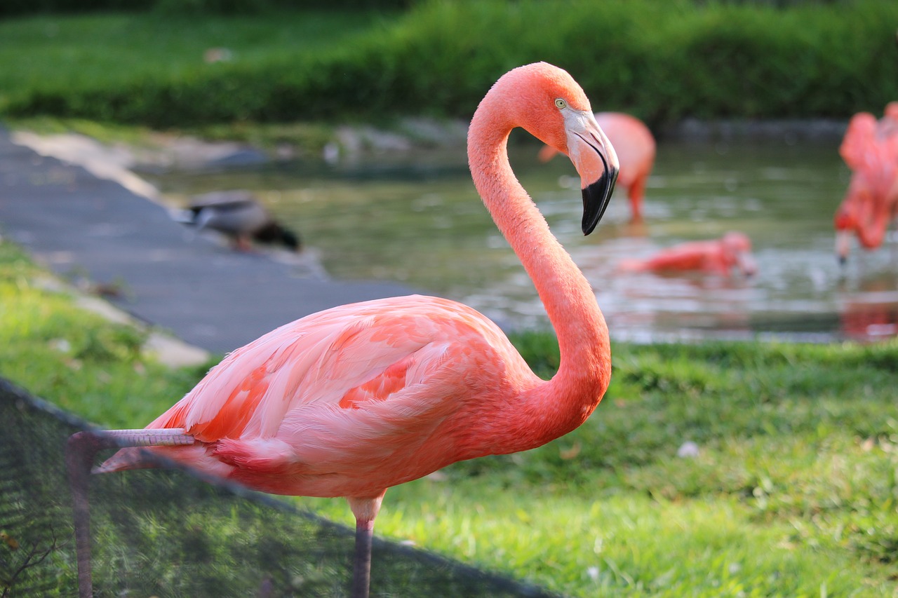 flamingo san diego zoo free photo