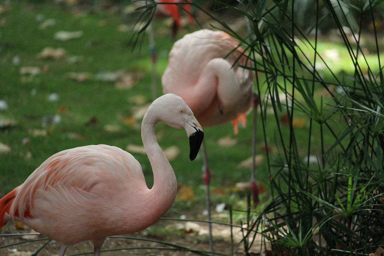 flamingo wildlife pink free photo