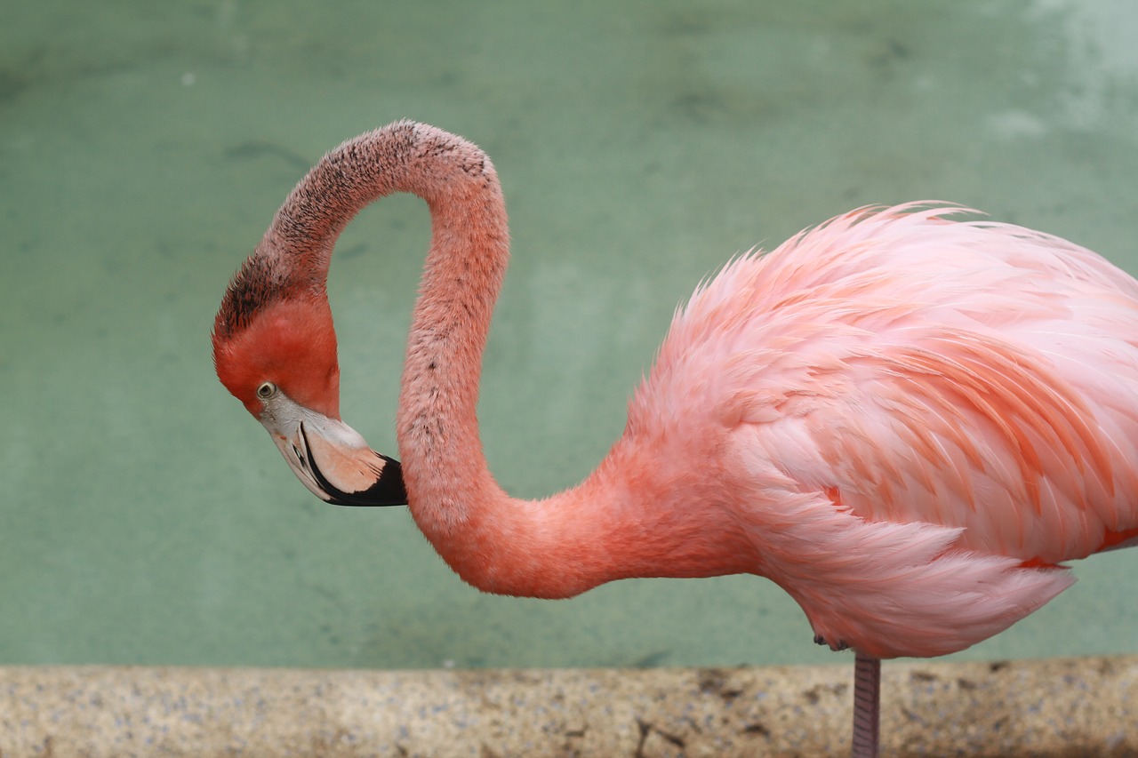 flamingo bird tropical free photo