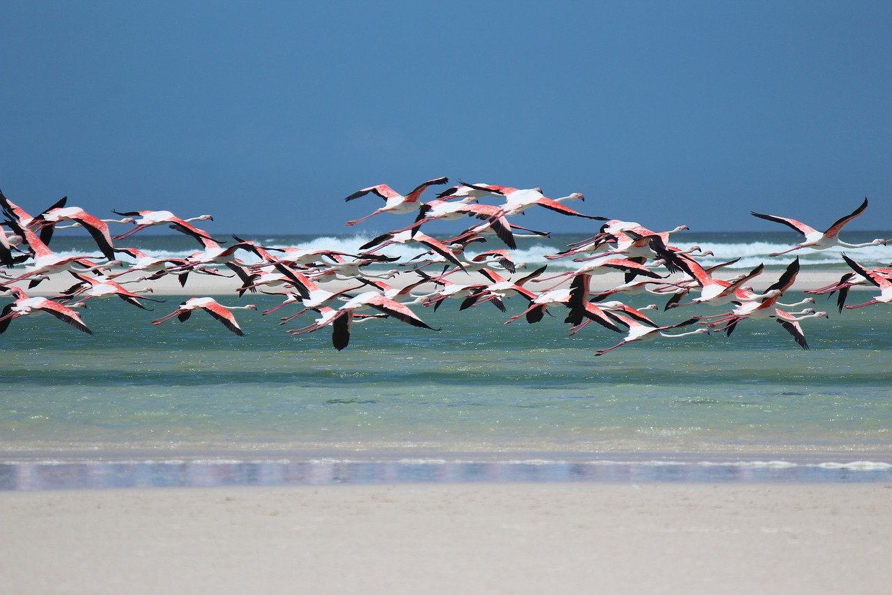 flamingo beach sea free photo