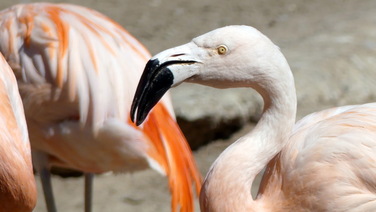 flamingo animals zoo free photo