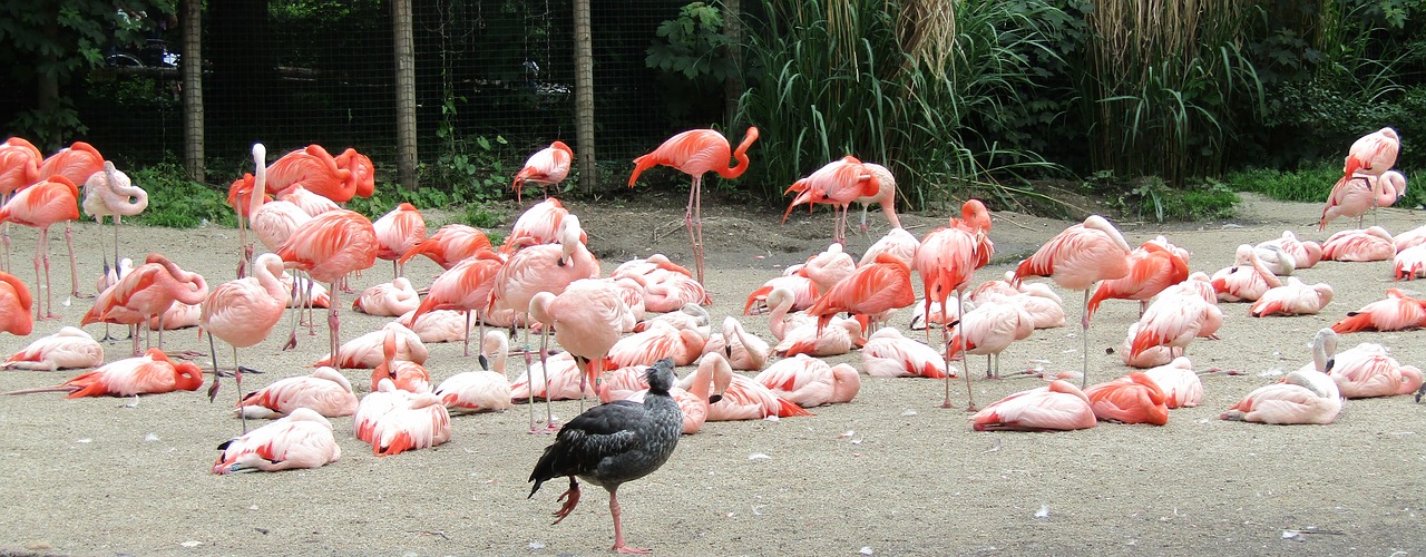 flamingo pink bird free photo