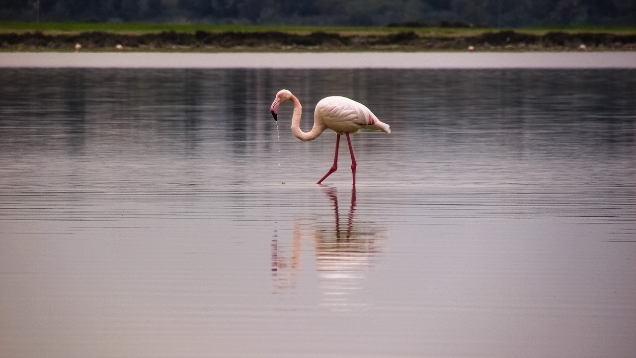 flamingo bird migratory free photo