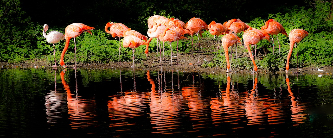 flamingo lake krefeld free photo