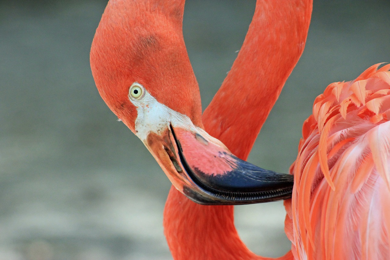 flamingo bird nature free photo