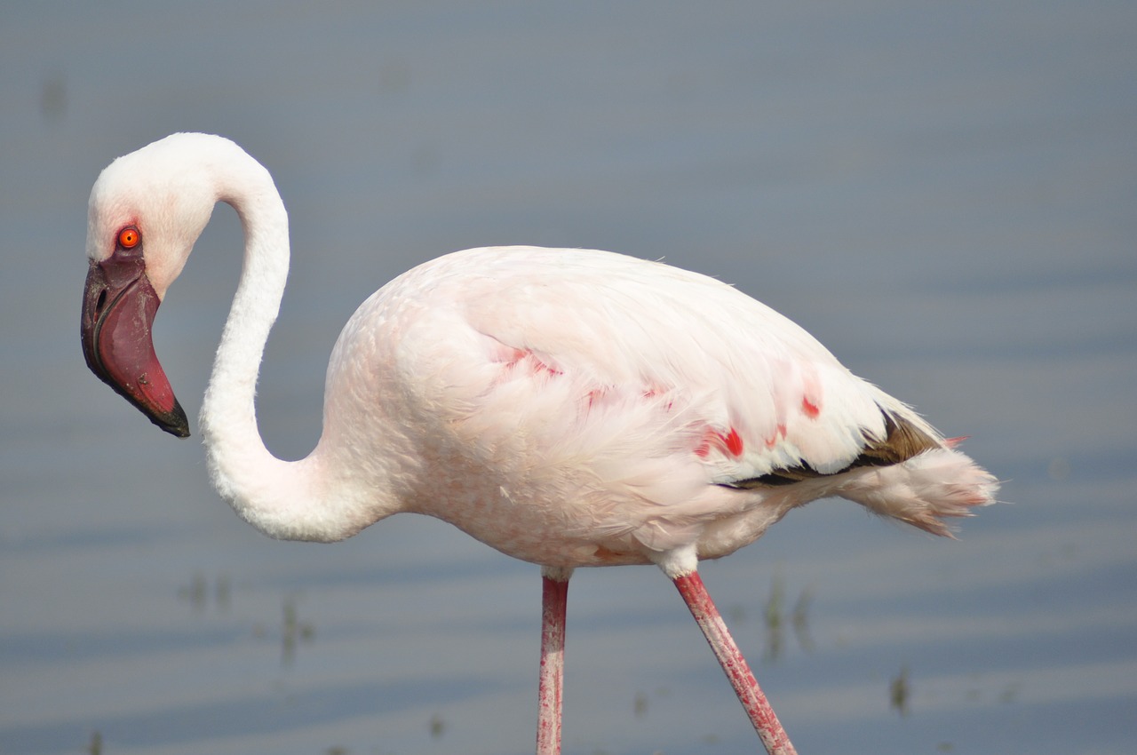 flamingo kenya pink free photo