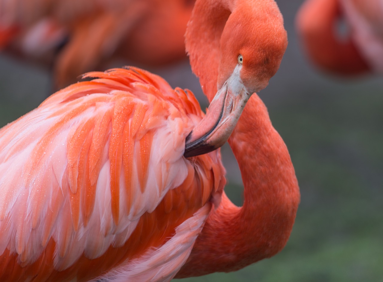 flamingo orange wild free photo