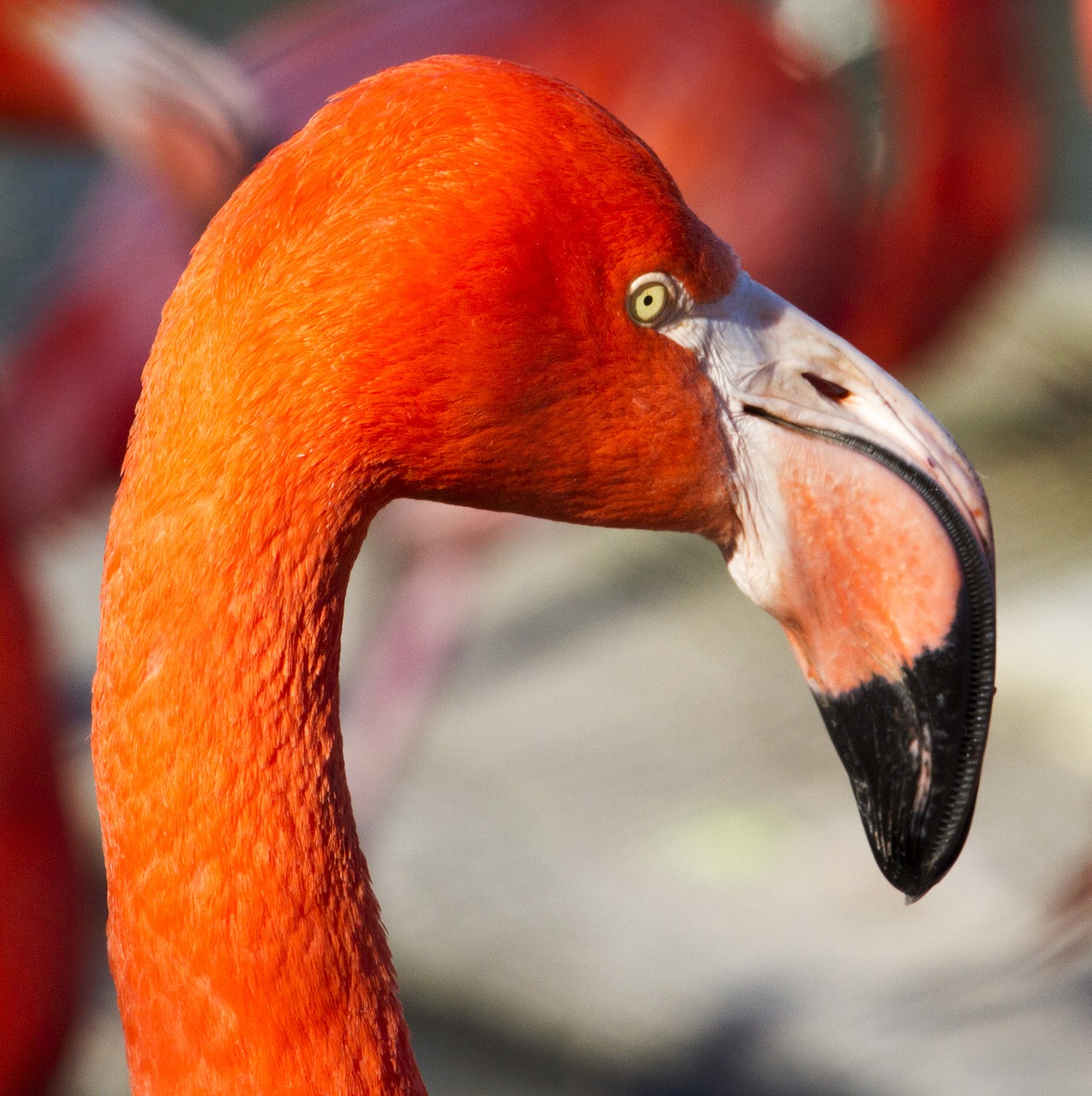 flamingo zoo orange free photo