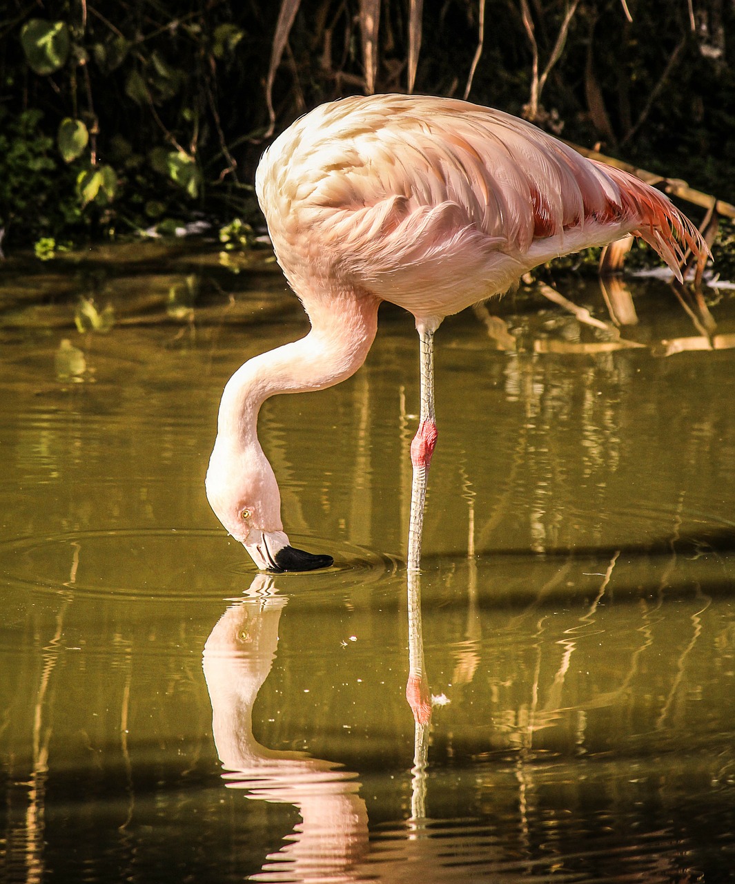 flamingo wading bird pink feathers free photo