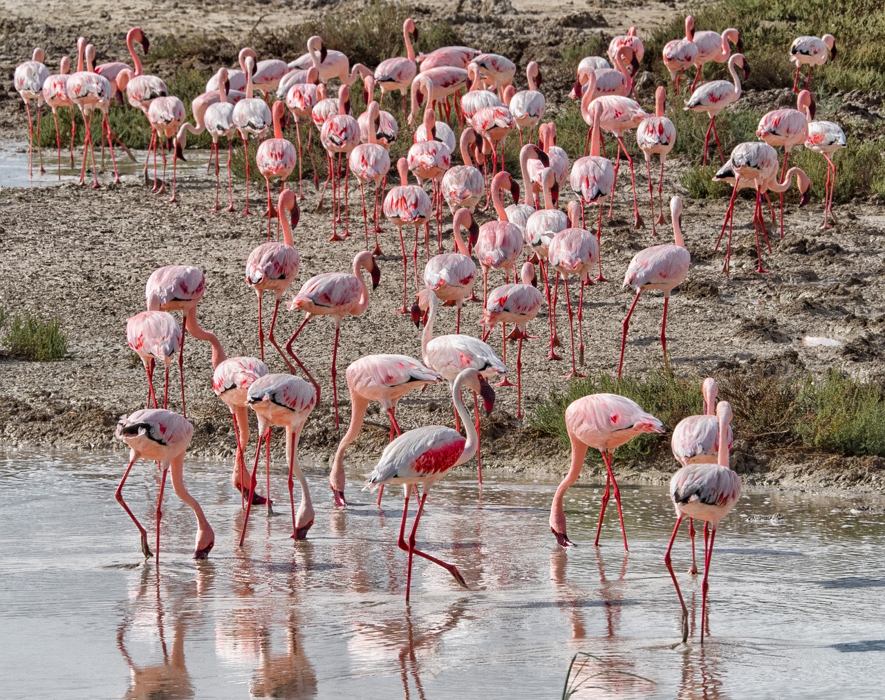 flamingo bird pink free photo