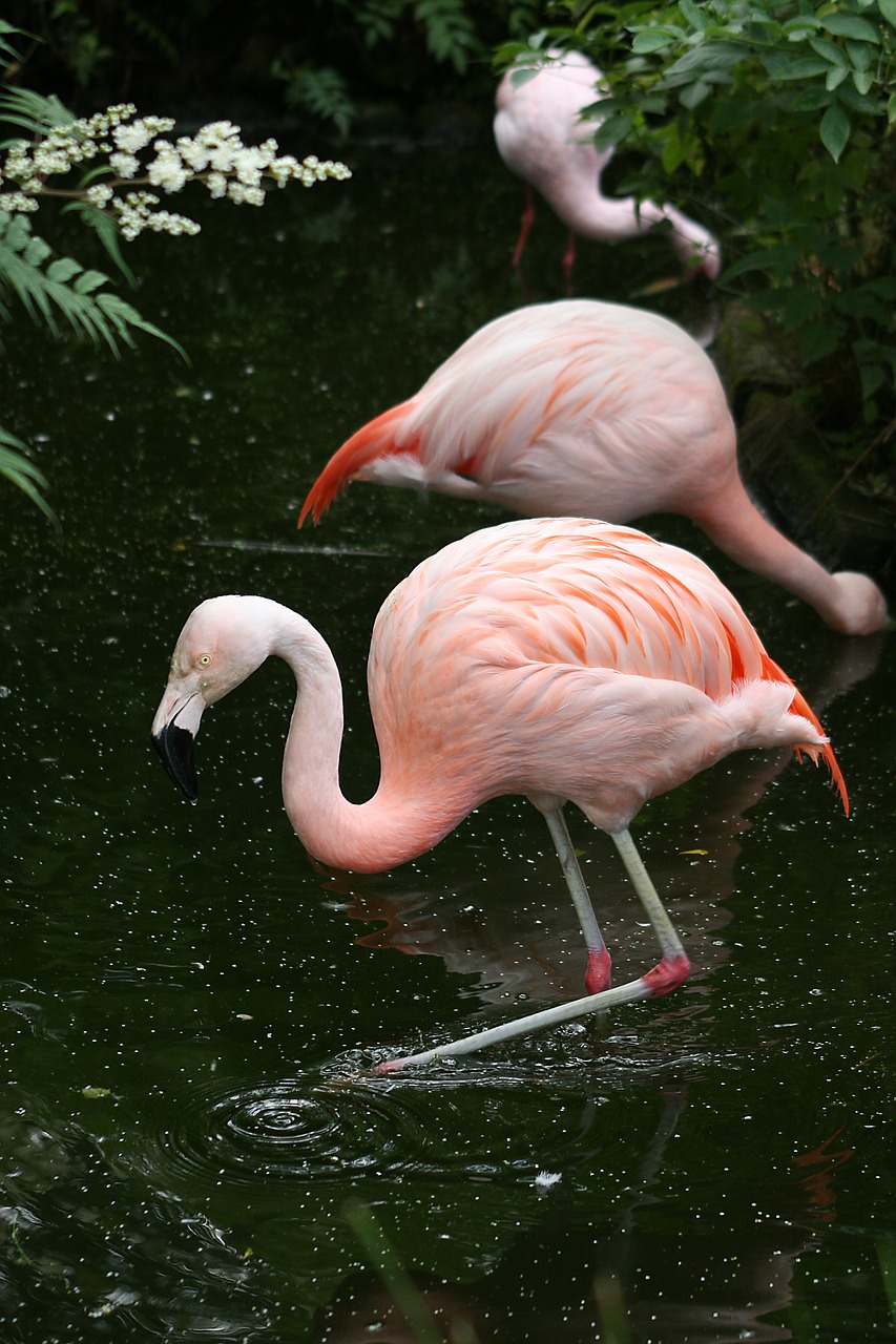 flamingo birds natural free photo