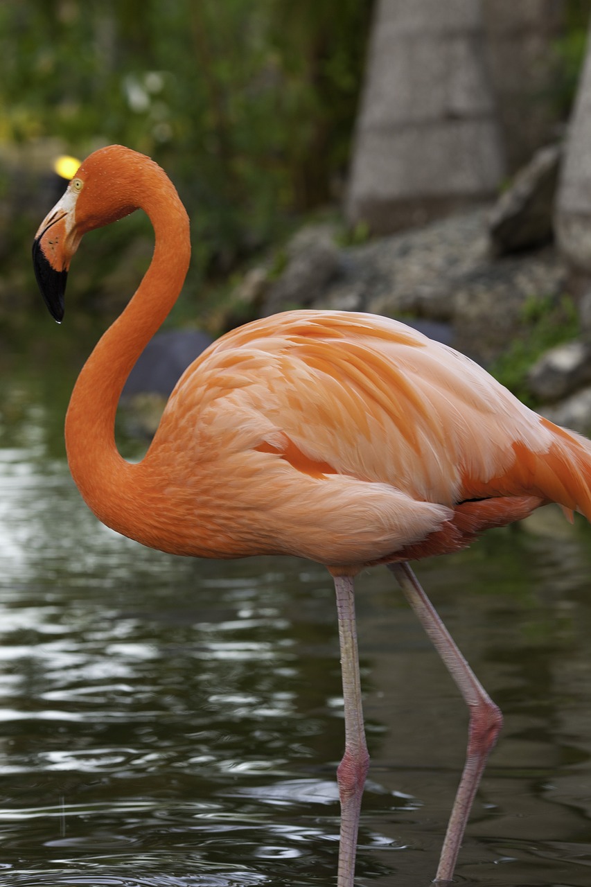 flamingo bird pink flamingo free photo