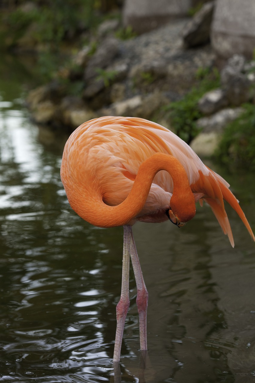 flamingo pink bird free photo