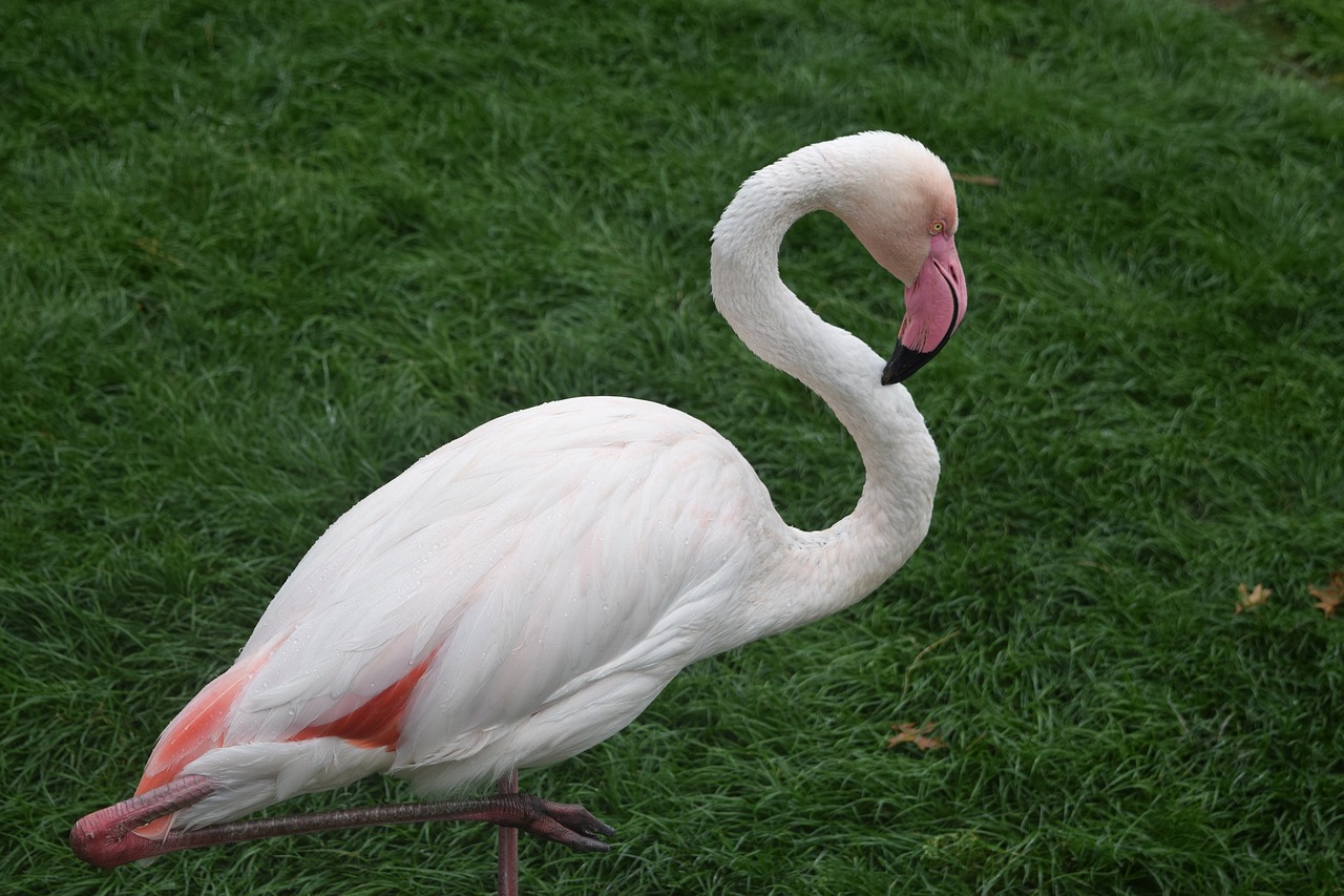 flamingo birds nature free photo