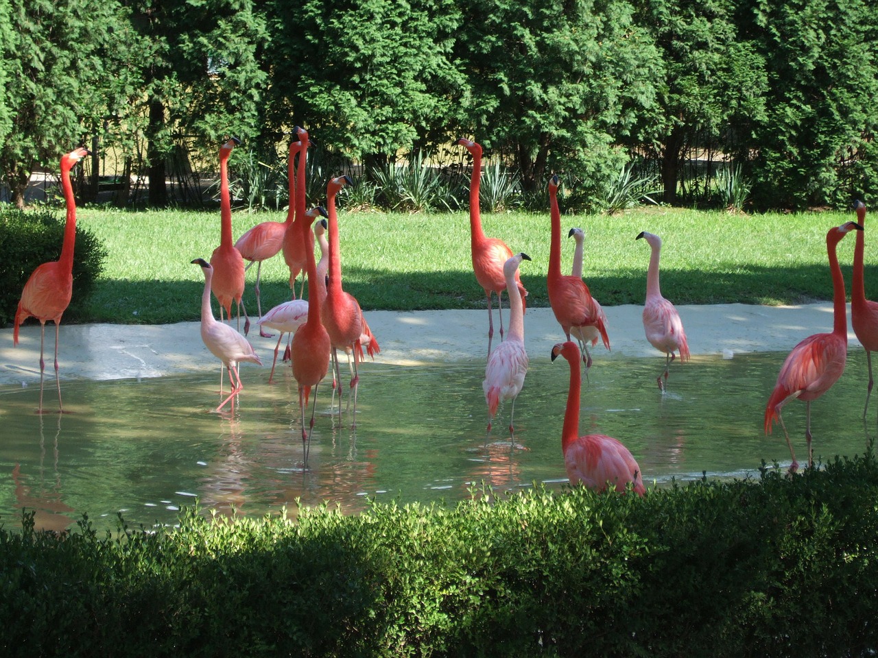 flamingo zoo animals free photo