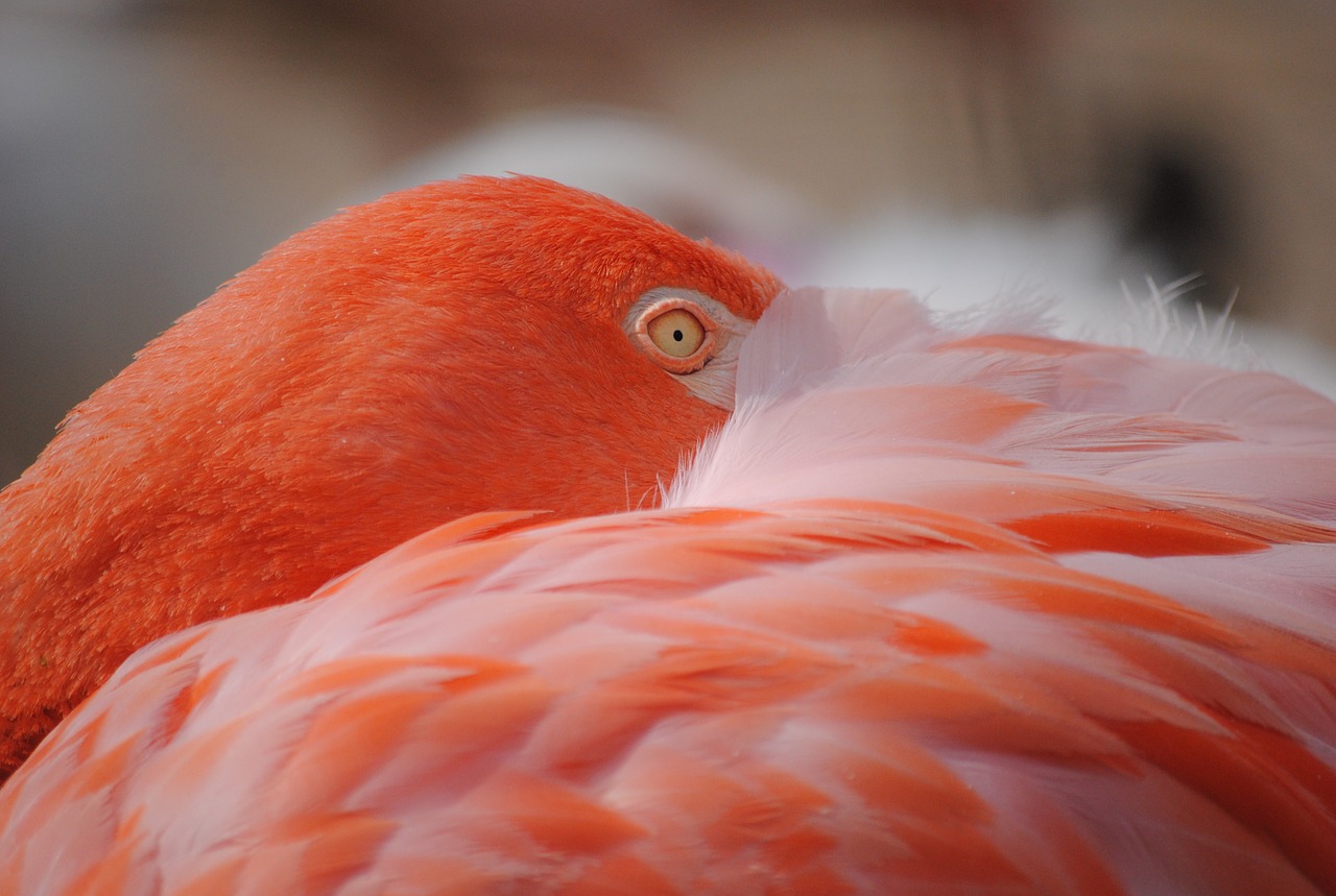 flamingo bird birds free photo