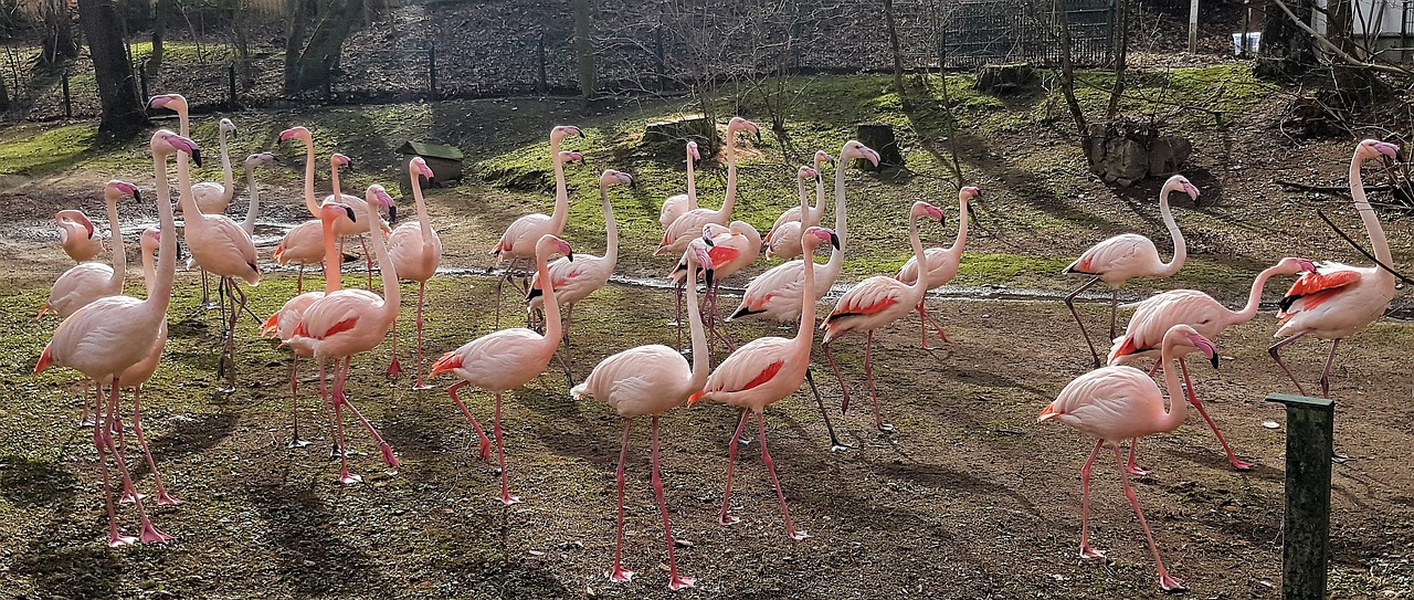flamingo flamingo flock animal herd free photo