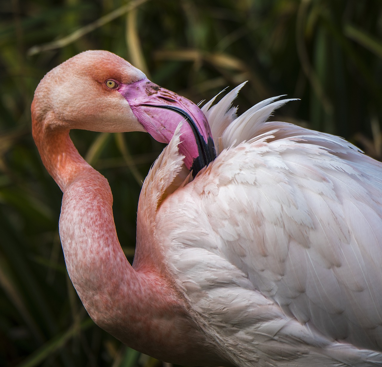 flamingo exotic bird free photo