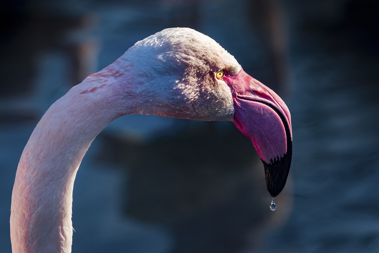 flamingo drip water free photo