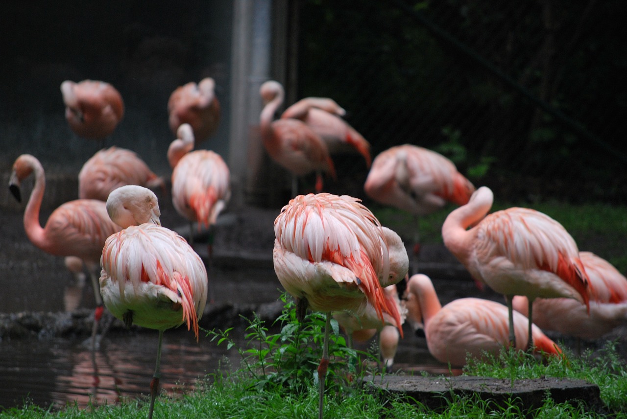 flamingo zoo water free photo