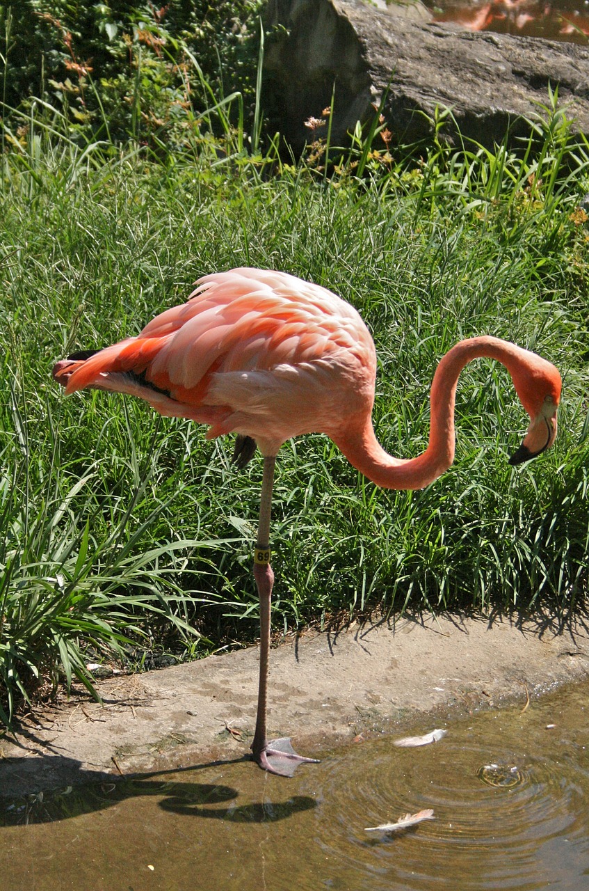 flamingo zoo pink free photo