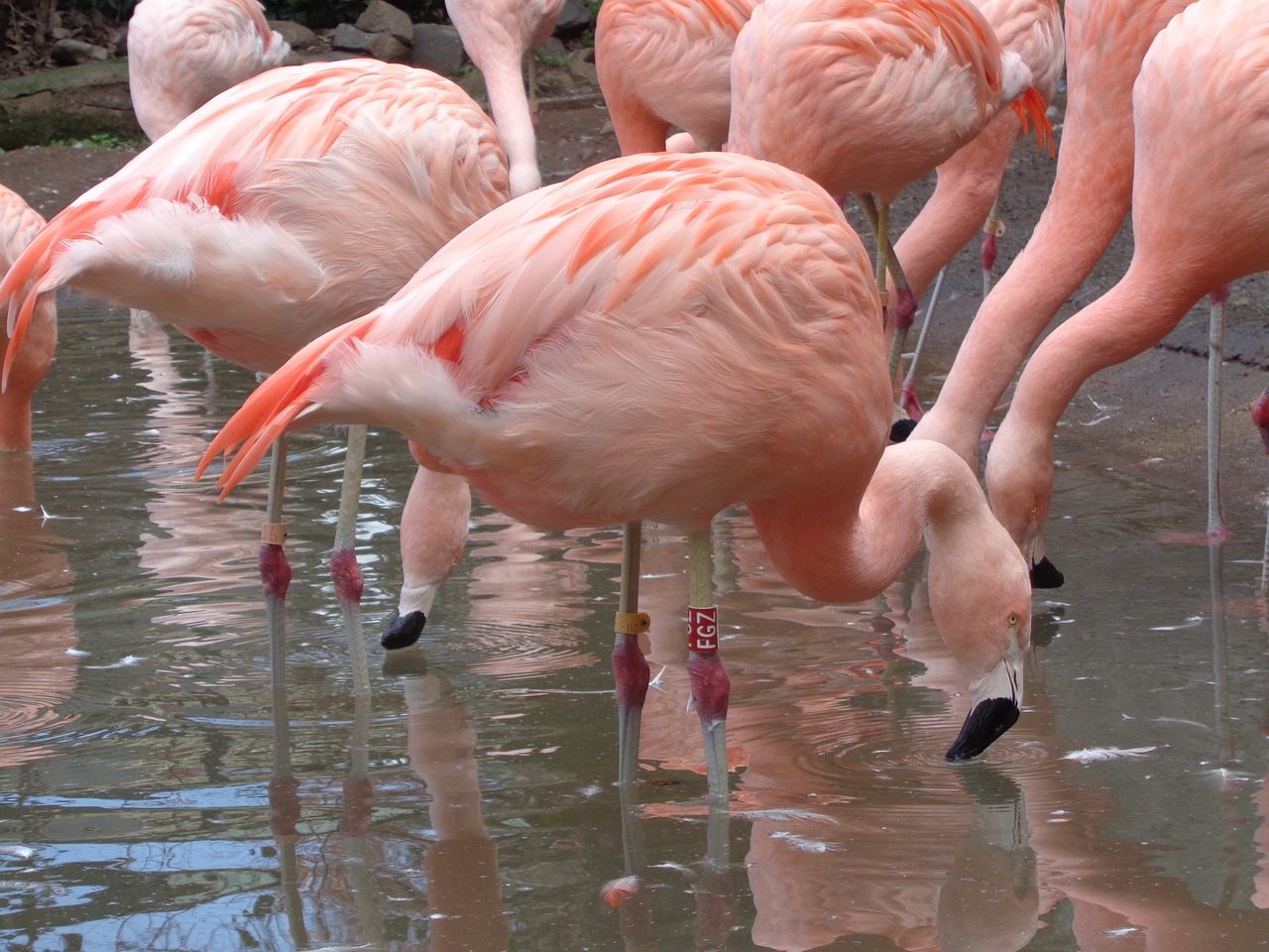 flamingo birds lake free photo