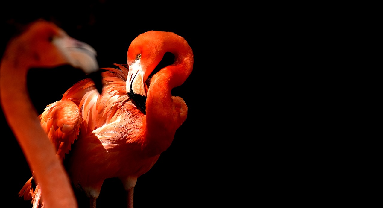 flamingo bird colorful free photo