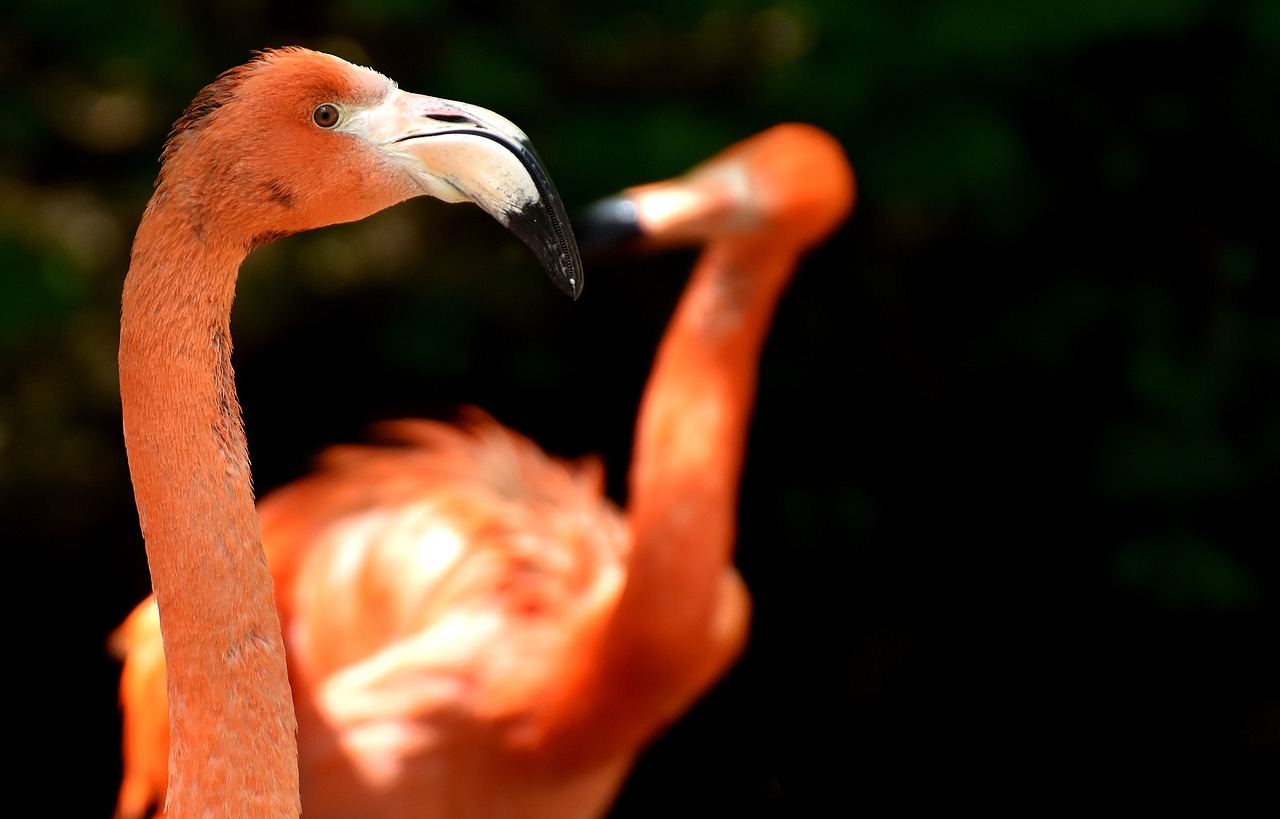 flamingo bird colorful free photo