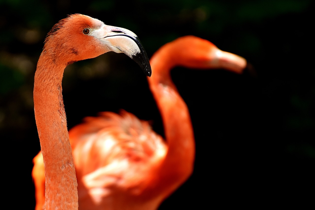 flamingo bird colorful free photo