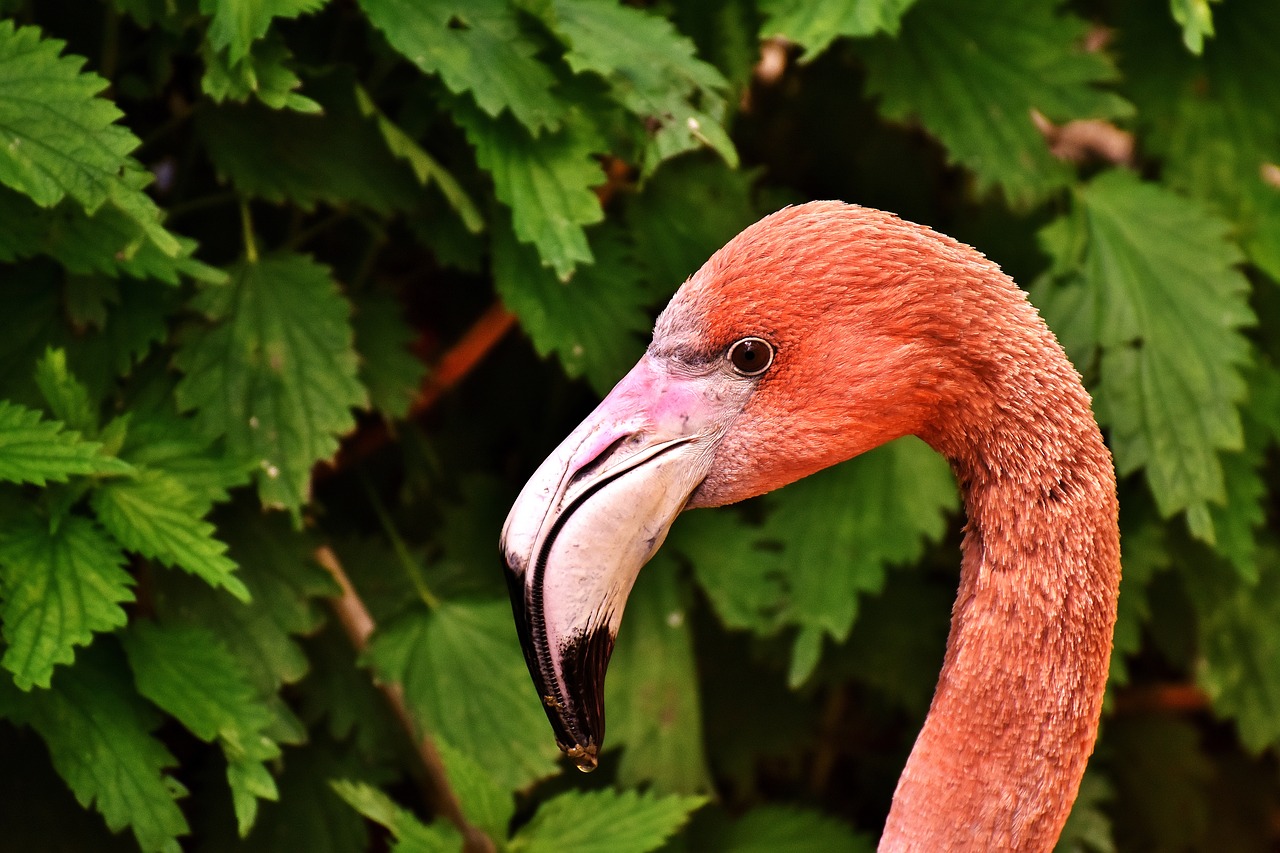 flamingo bird colorful free photo